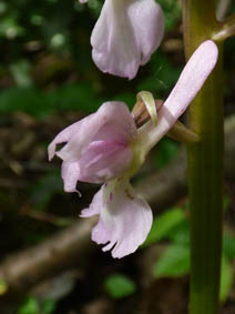 Orchis mascula 'rosea'